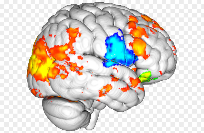 Boston University Of Delaware Binghamton Brain PNG