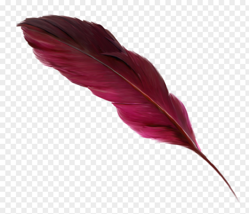 перо Feather Bird Quill Paper Owl PNG