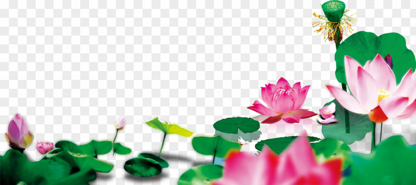 Lotus Pond Adobe Illustrator Download PNG