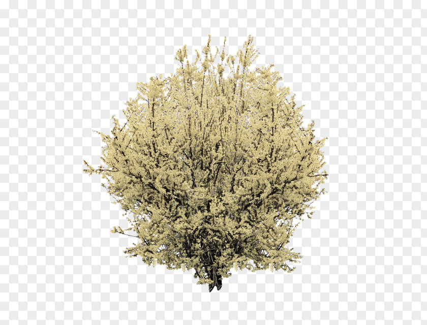 Twig American Larch Plant Tree Grass Flower Shrub PNG