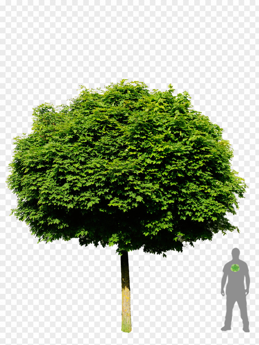 Fir-tree Tree Planting Stock Photography Royalty-free Shrub PNG