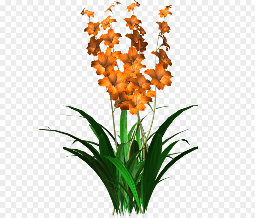 Flower Image Design Tulip PNG