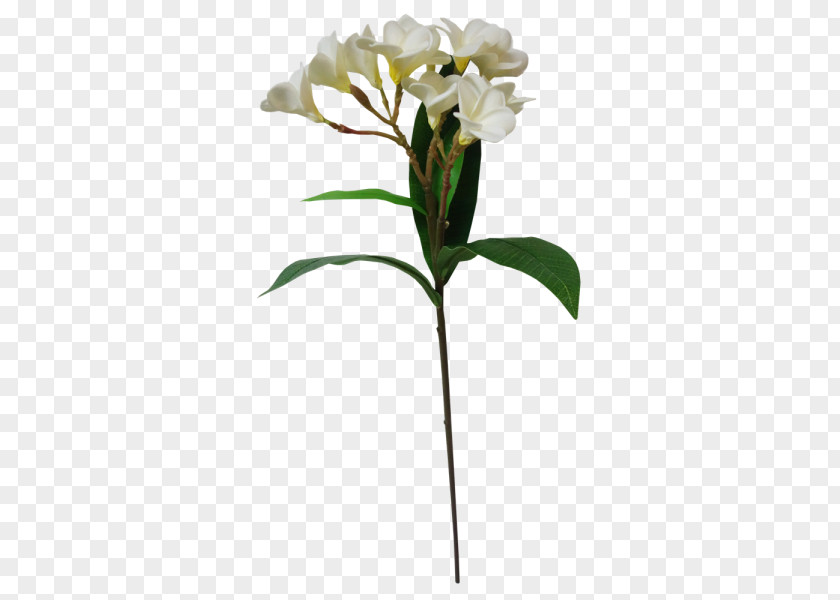 Plumeria Flower Moth Orchids Cut Flowers Flowerpot Plant Stem Petal PNG
