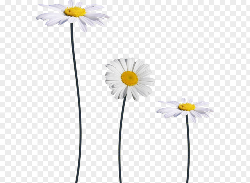 White Daisies PNG daisies clipart PNG