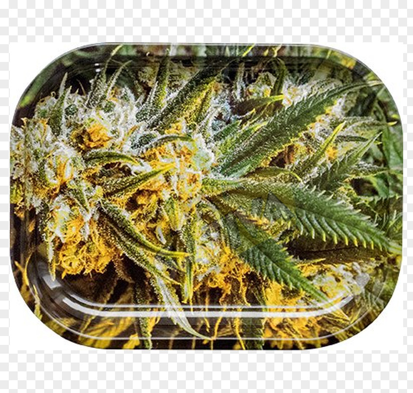 Cannabis Shop Hemp Head Cannabidiol Herb Grinder PNG