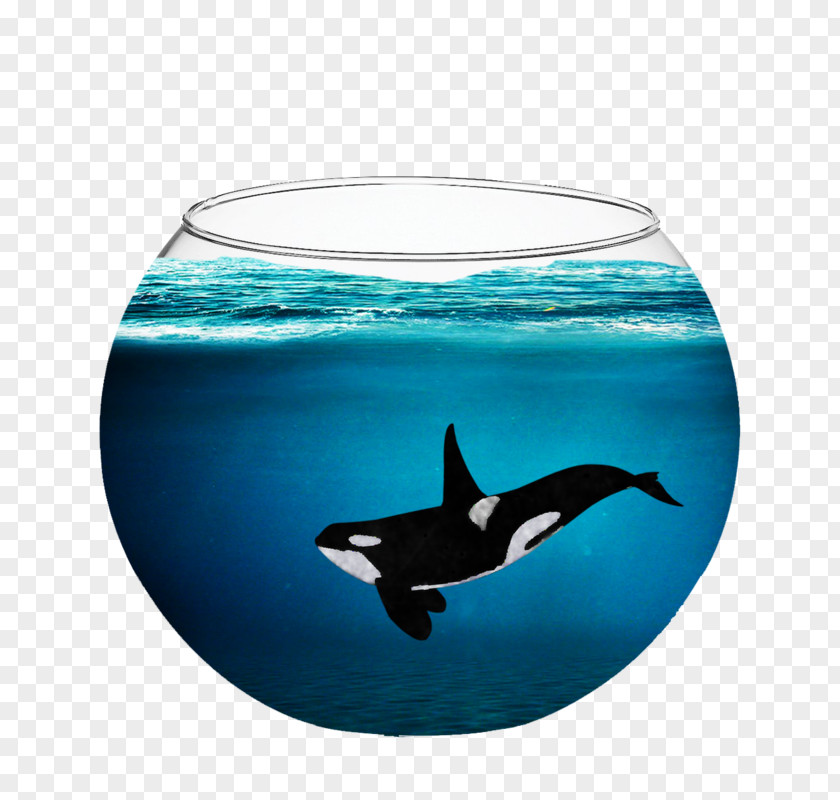 Dolphin Captive Killer Whales Cetacea PNG