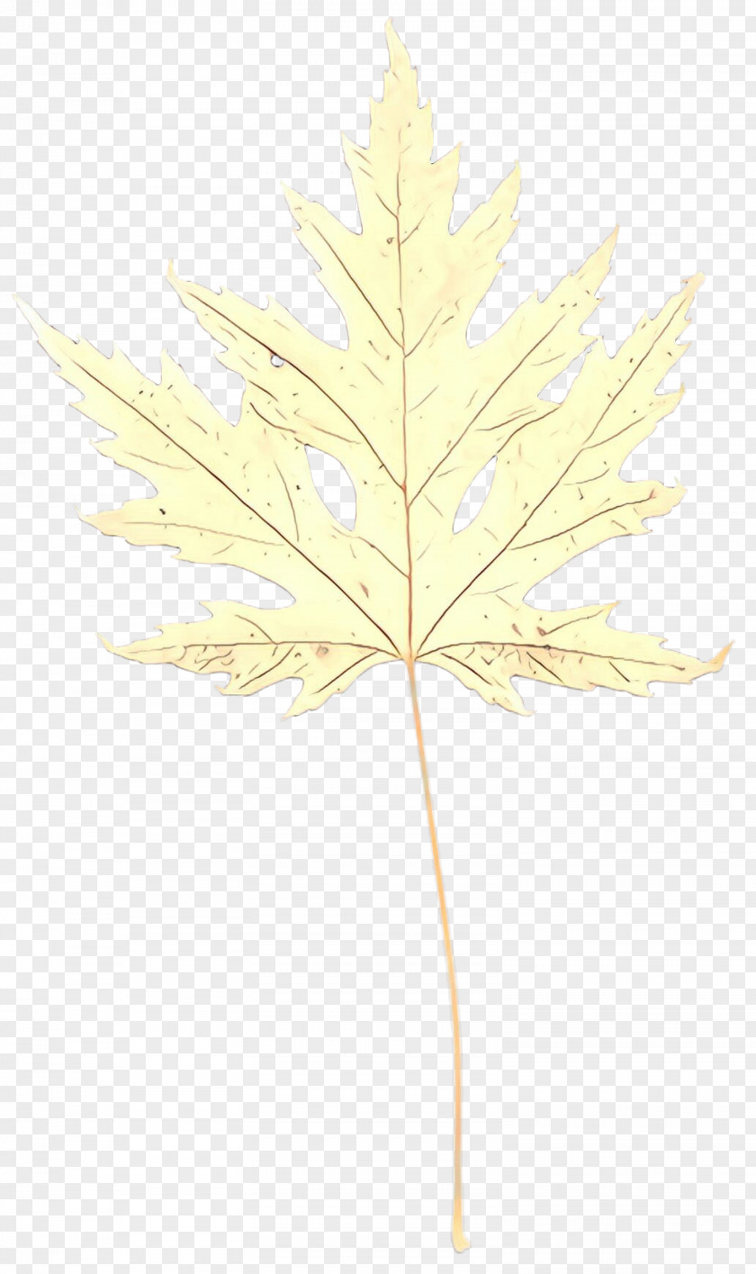Flower White Pine Maple Leaf PNG