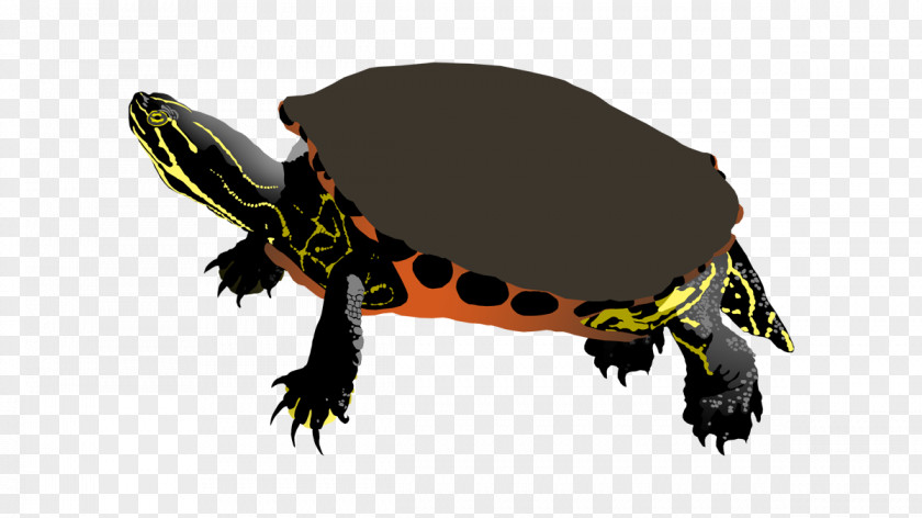 Painted Turtle Tortoise Amphibian Terrestrial Animal PNG
