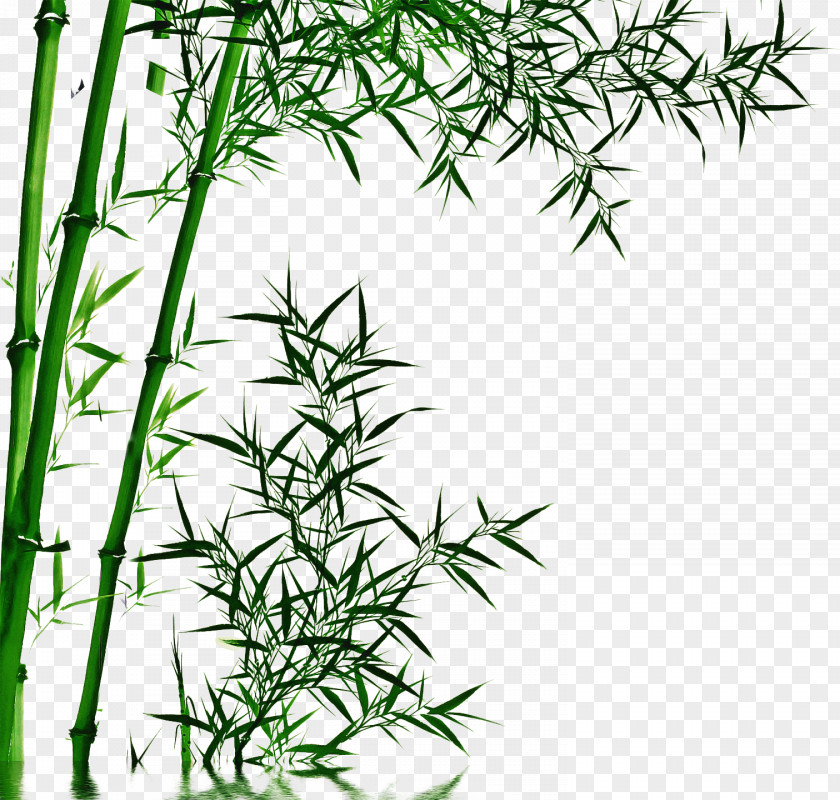 Perennial Plant Southernwood Drawing Bambusoideae Television Chinese Painting PNG