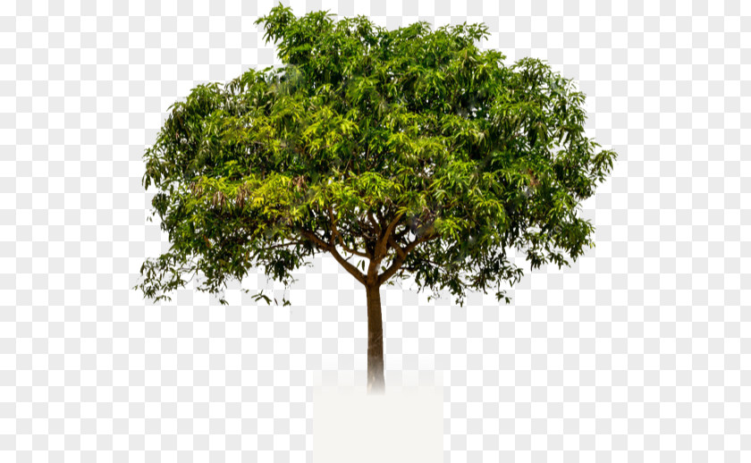 Tree Branch Mangifera Indica Crown Trunk PNG