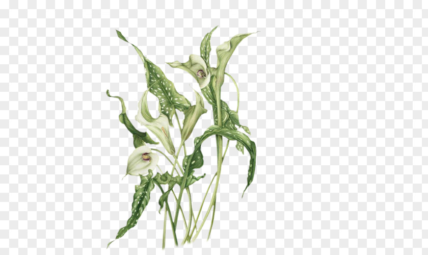 Plant Stem Pedicel Lily Flower Cartoon PNG