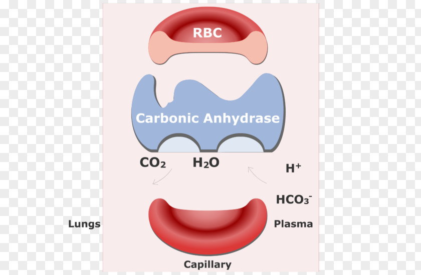 Red Blood Cells Carbon Dioxide Cell Bicarbonate Hemoglobin PNG