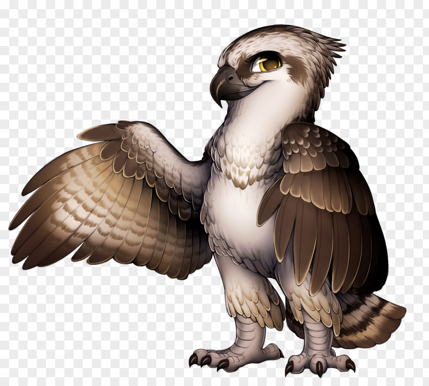 Eagle Falcon Hawk PNG