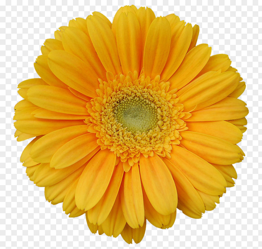 Flower Transvaal Daisy Yellow Stock Photography Clip Art PNG