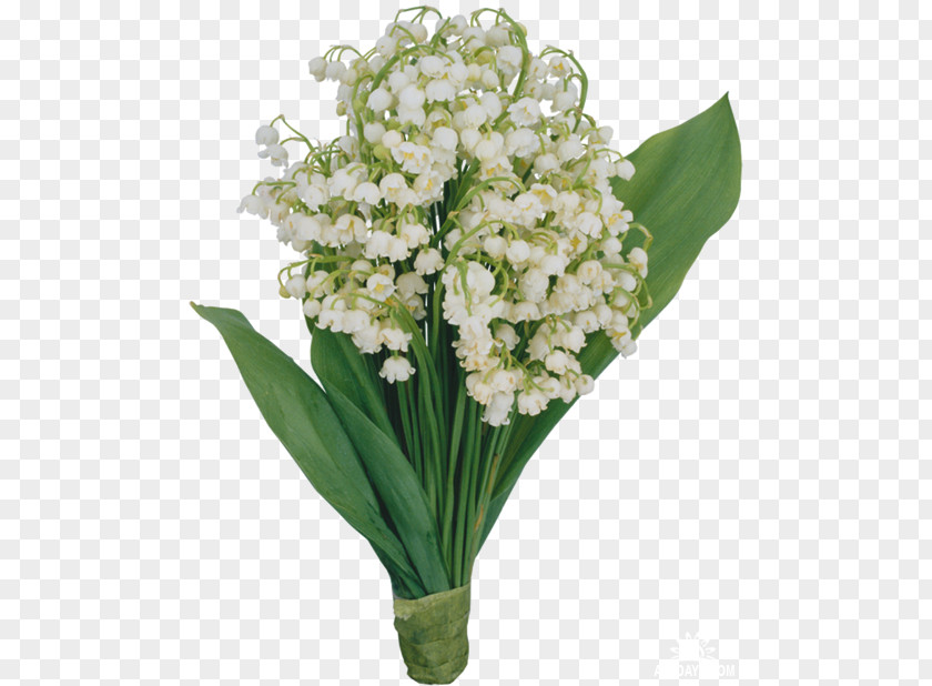 Lily Of The Valley Icon 8 March Ansichtkaart Holiday International Women's Day Ptichka PNG