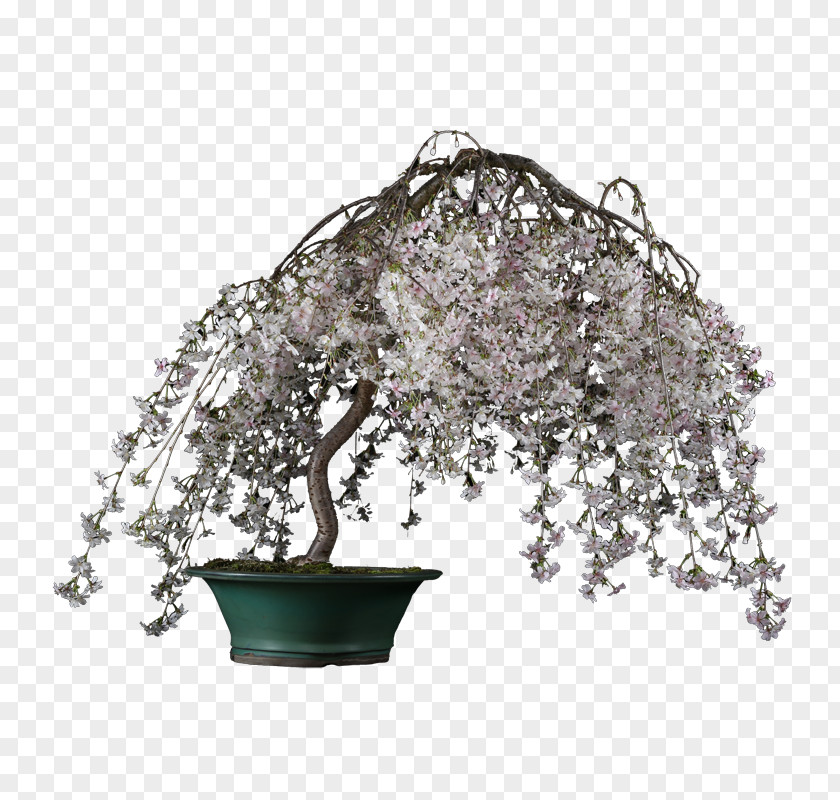 Plum Blossom Bonsai Product Tree PNG