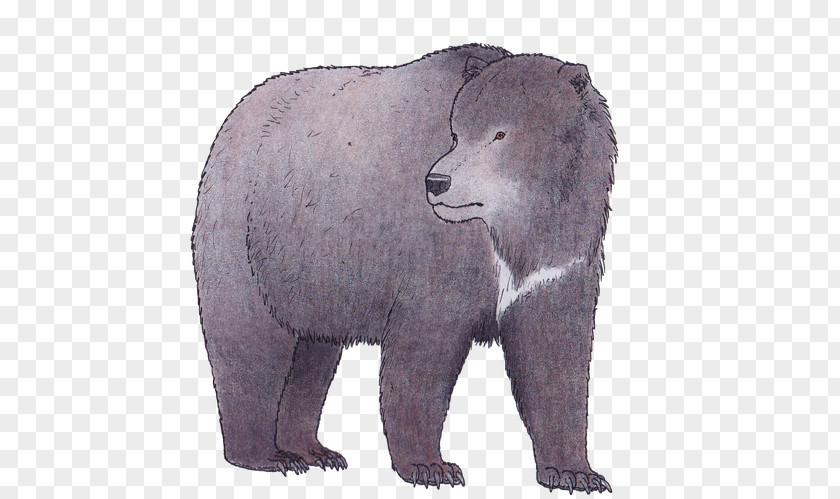 Polar Bear Grizzly American Black Cave Short-faced Bears PNG