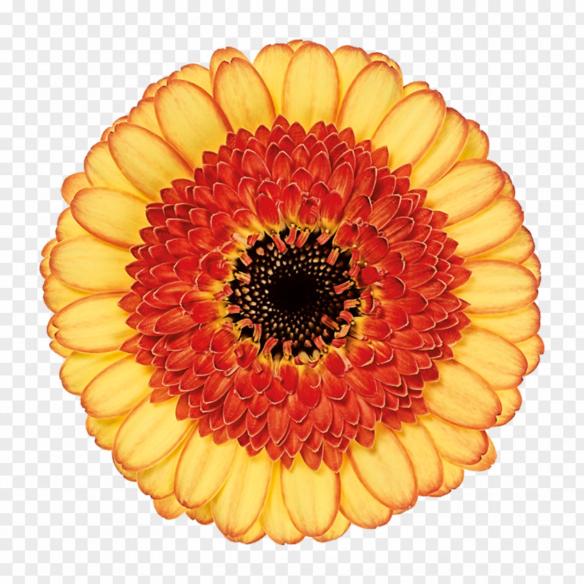 Transvaal Daisy Cut Flowers Melii Bk Woe Mini PNG