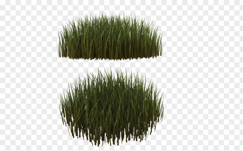 Grass Lawn Ornamental Needle Grasses Plant PNG