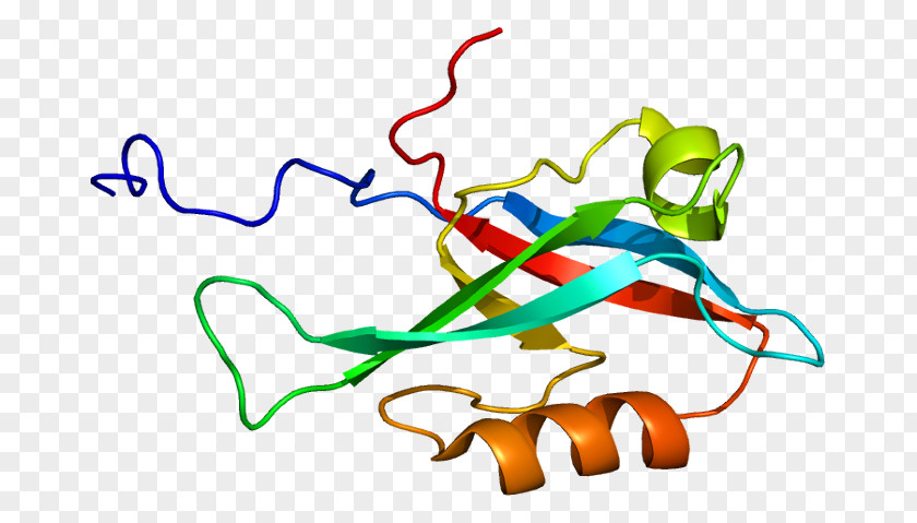 INADL PDZ Domain Protein Gene InaD-like (Drosophila) PNG