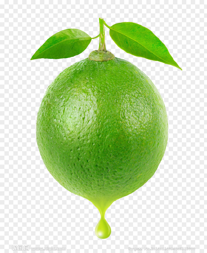 Lemon Tree Juice Cocktail Margarita Lime PNG
