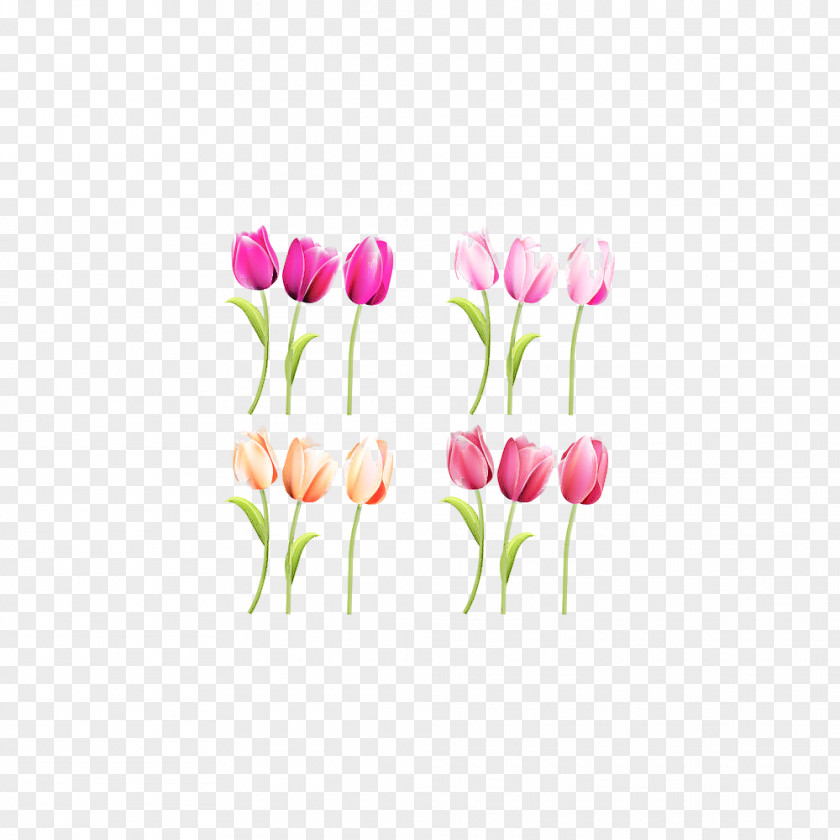 Tulip Flower Pink Plant Petal PNG