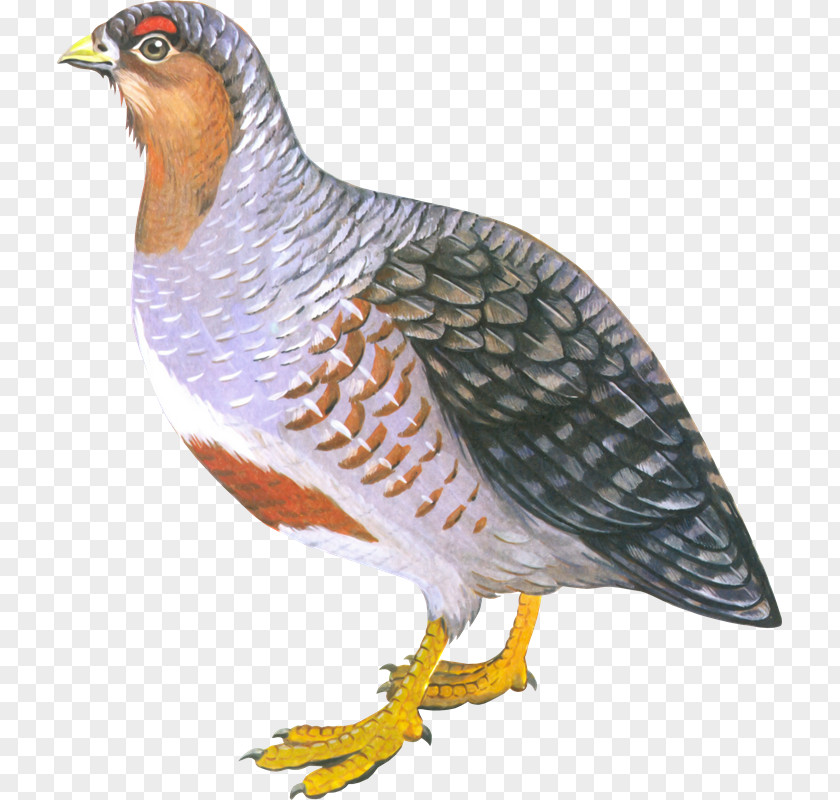 Aves Bird Of Prey Chicken Partridge Perdix PNG