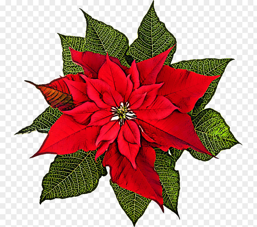 Flower Poinsettia Plant Red Leaf PNG