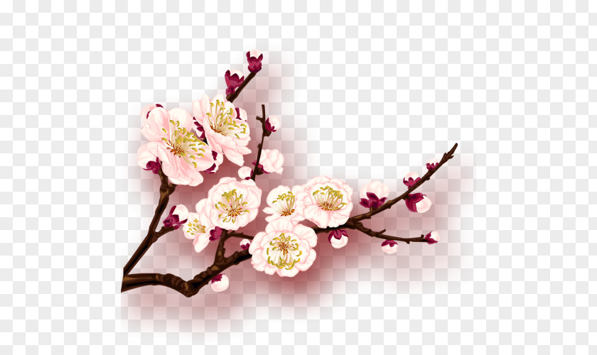 Plum Flower China Blossom PNG