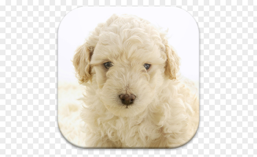 Puppy Miniature Poodle Lagotto Romagnolo Standard Cockapoo Spanish Water Dog PNG