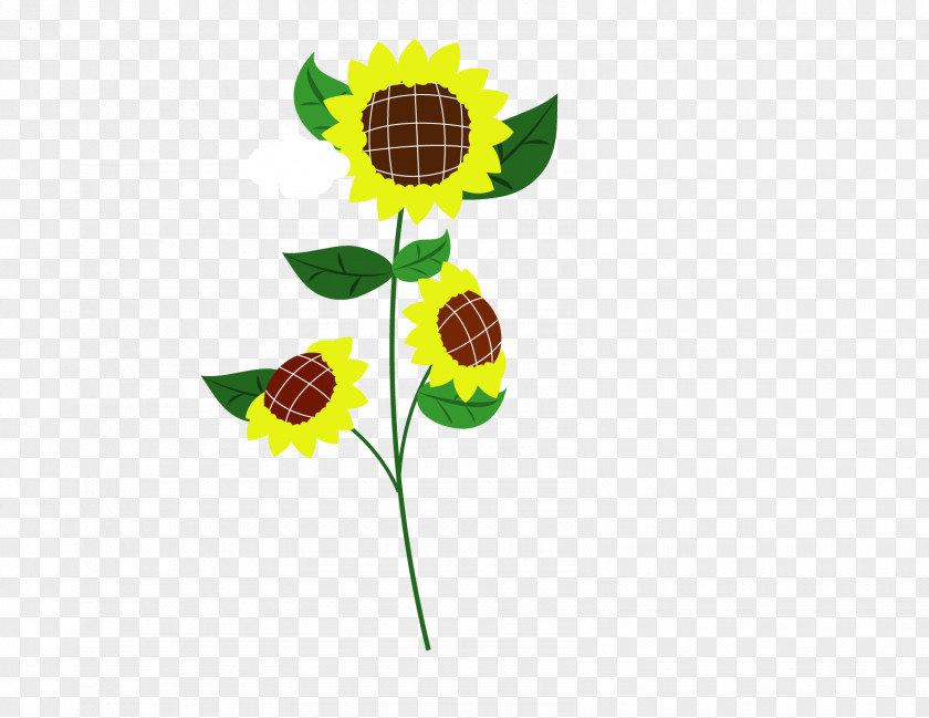 Sunflower Common Child PNG