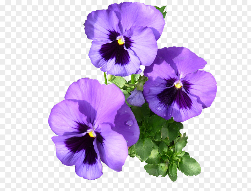 Violet Pansy Purple Day Viola Arvensis PNG