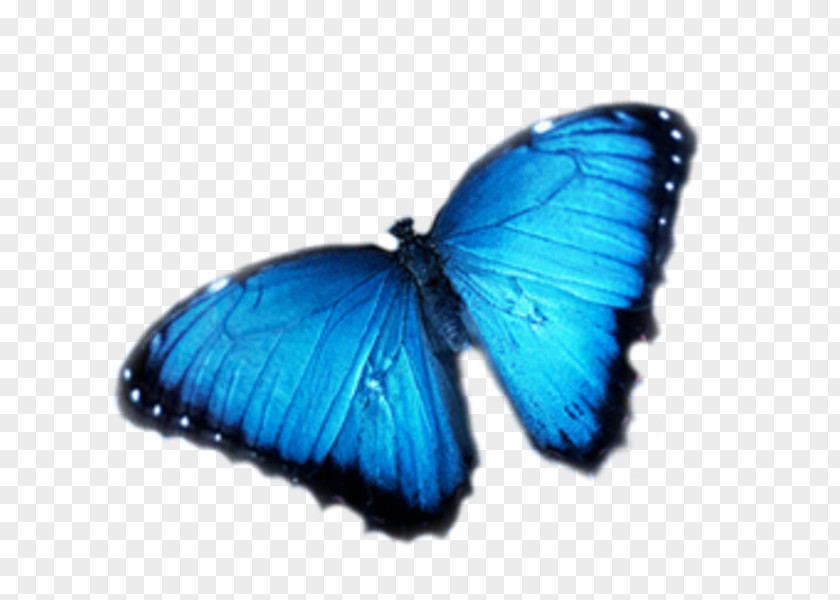Blue Butterfly Insect Pollinator Nymphalidae Cobalt PNG