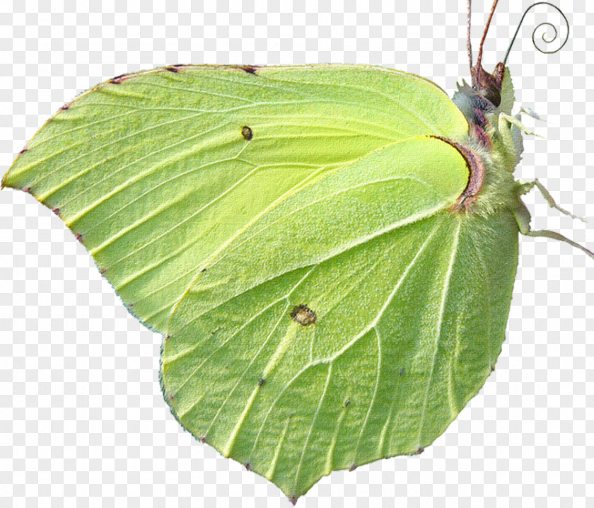 Butterfly Mimicry Stock Photography Animal PNG
