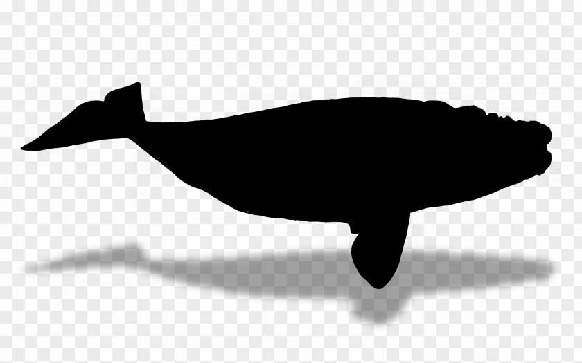 Dolphin Fauna Silhouette Font Beak PNG