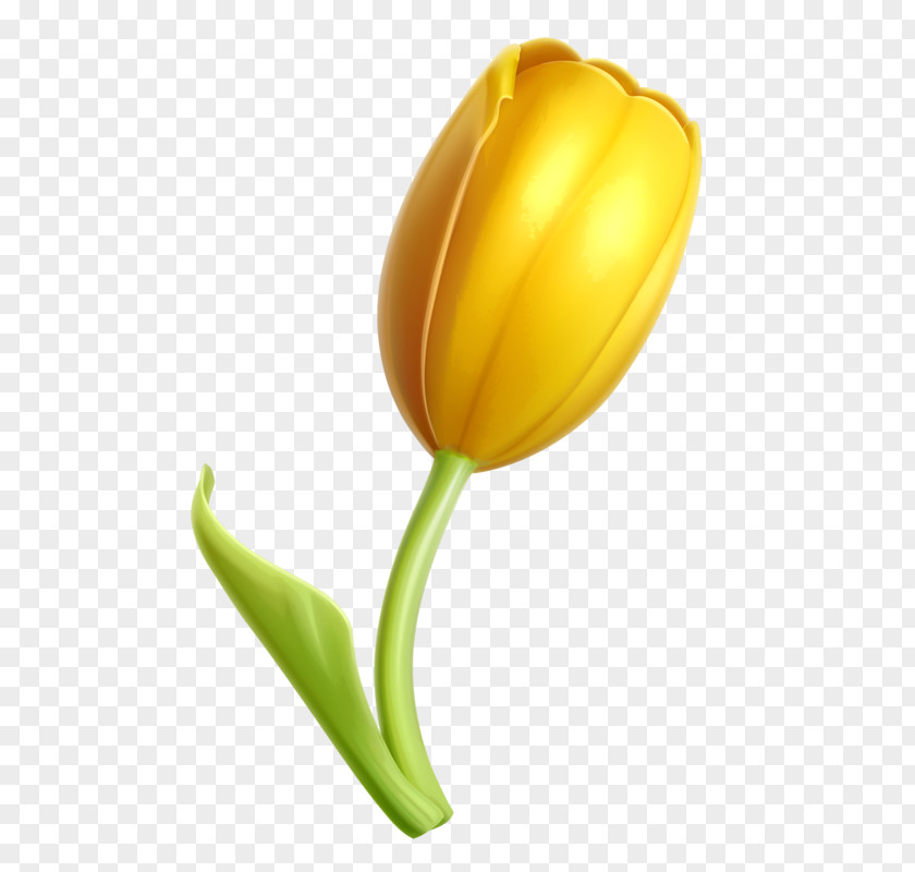 Golden Tulip Flower Clip Art PNG