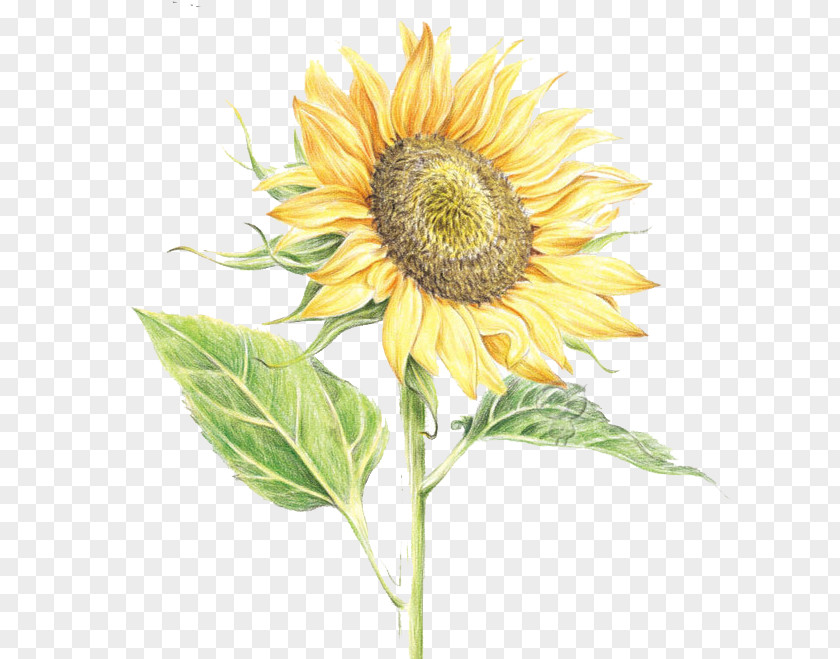 Hand-painted Sunflower Common Watercolor Painting PNG