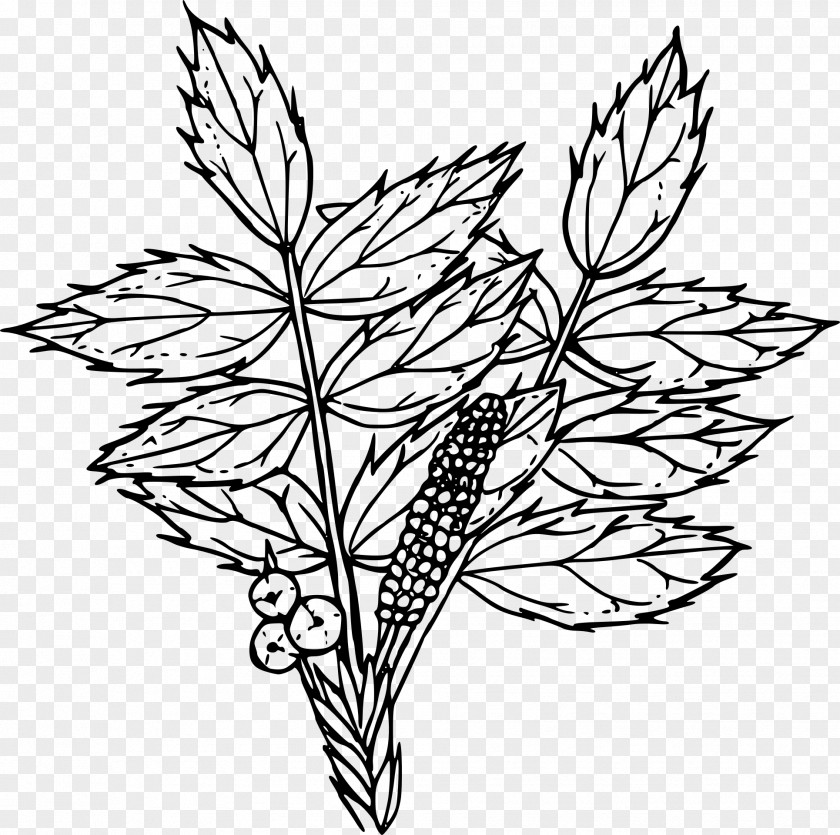 Ilex Aquifolium Flower Drawing Line Art Clip PNG