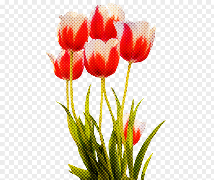 Lily Family Lady Tulip Flower Petal Plant Cut Flowers PNG