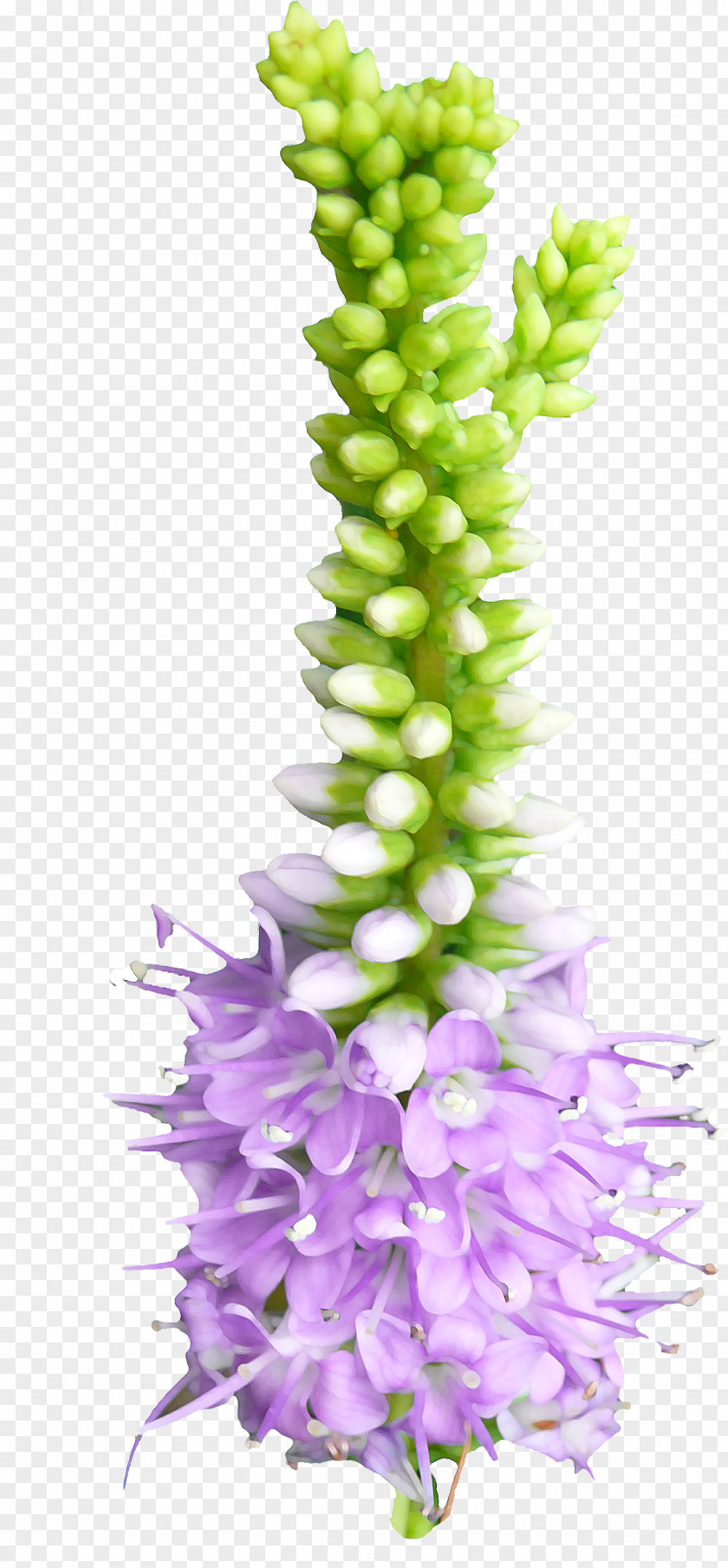 Plant Flower Bud Clip Art PNG