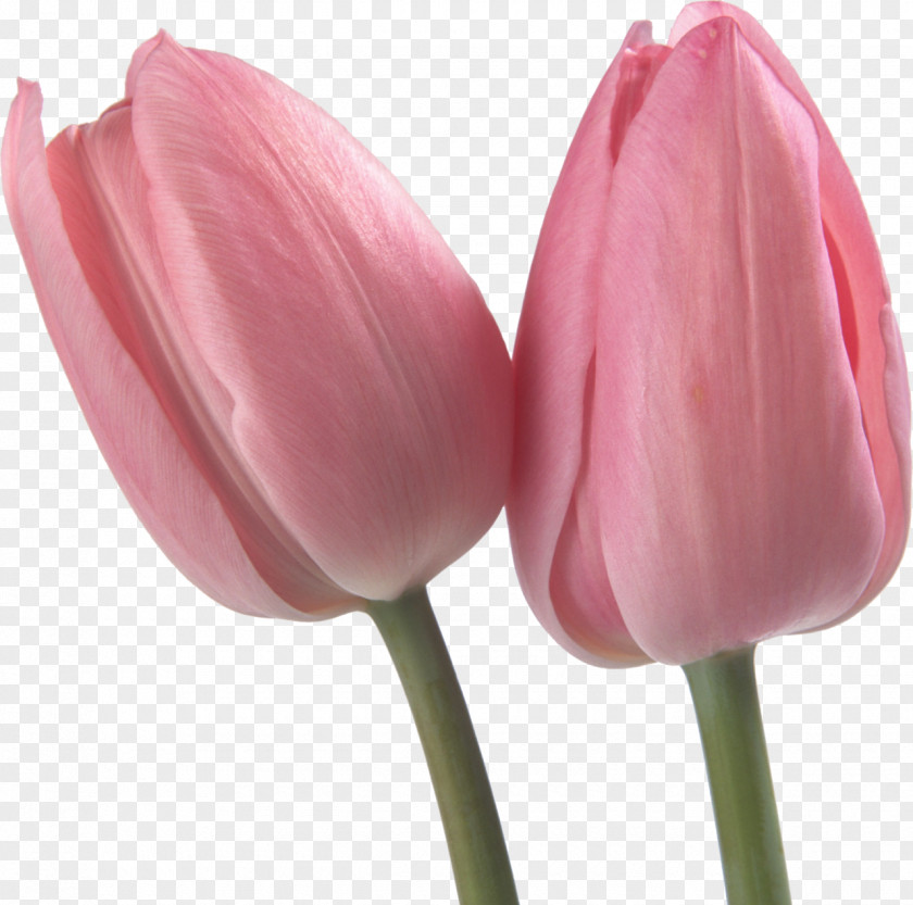 Tulip Flower Petal Lilium Paper PNG