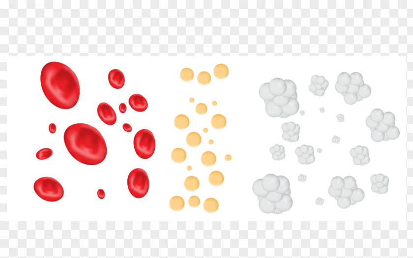 Blood Cells White Cell Platelet PNG