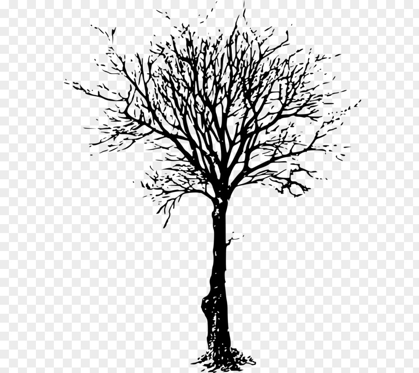 Cherry Blossom Drawing Tree Clipart Clip Art Branch Image Silhouette PNG