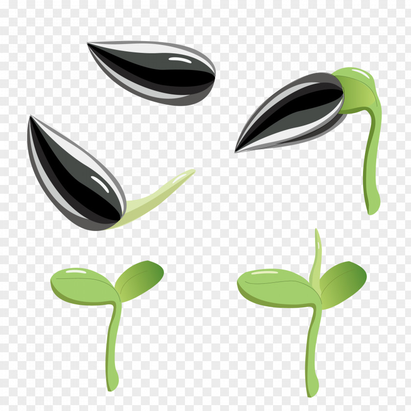 Germination Seed Product Design Image PNG