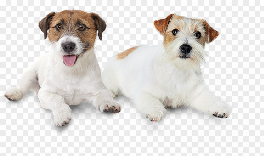 Jack Russel Russell Terrier Wire Hair Fox Dog Breed Puppy PNG