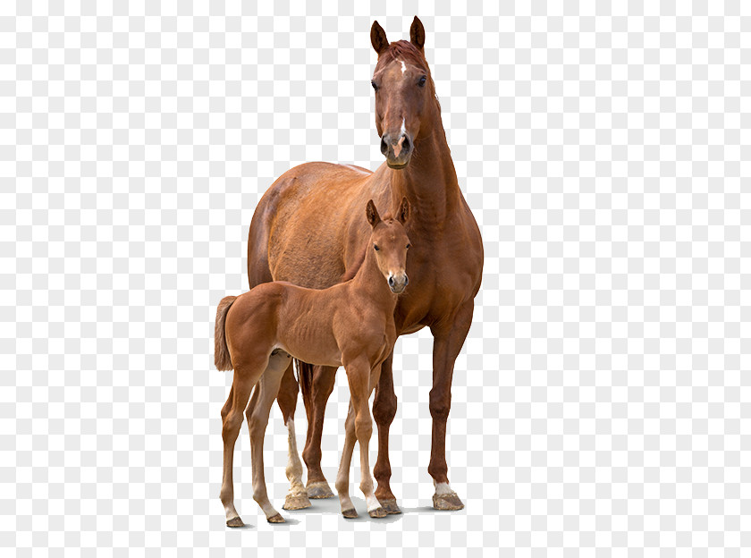 Mustang Foal Colt Mare Stallion PNG