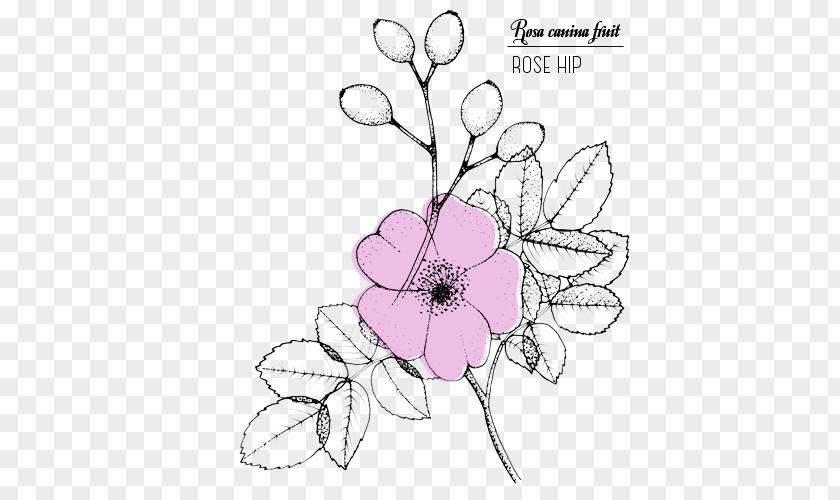 Rose Floral Design Drawing Line Art Sketch PNG