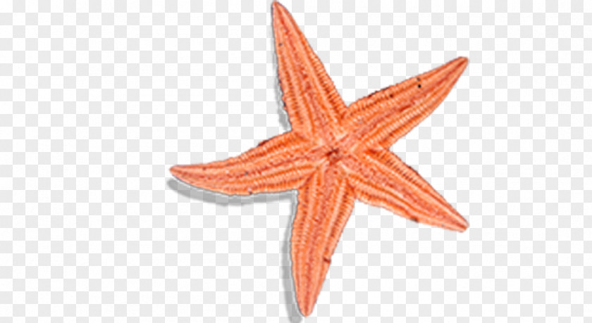 Starfish Patrick Star PNG