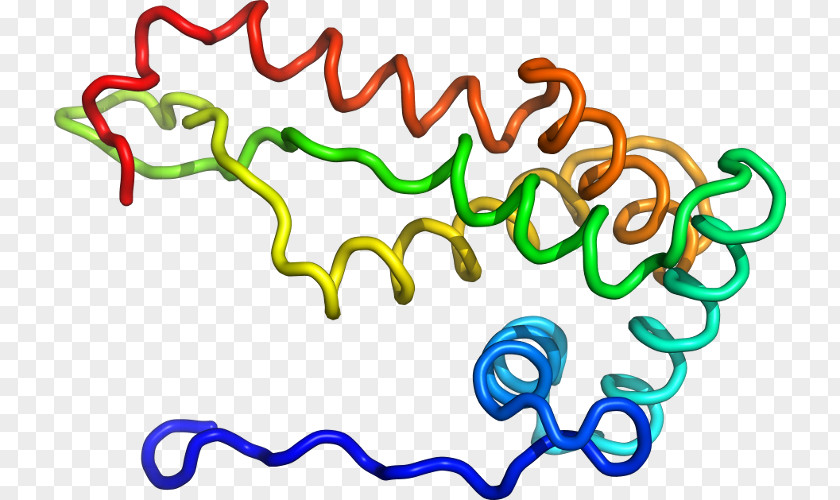 Clip Art Product Organism Line PNG