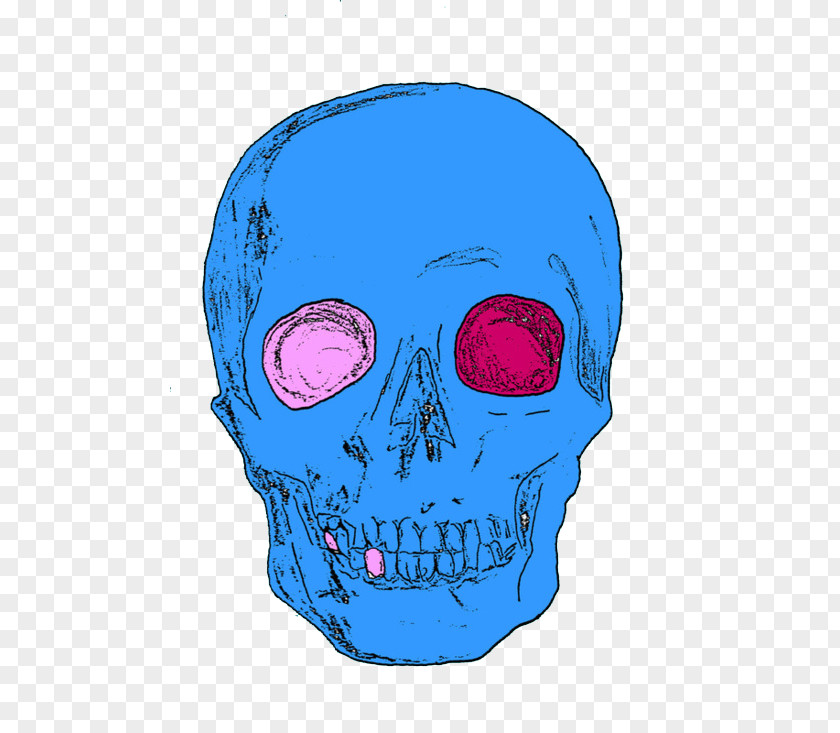 Cranial Skeleton People Skull Human Homo Sapiens PNG
